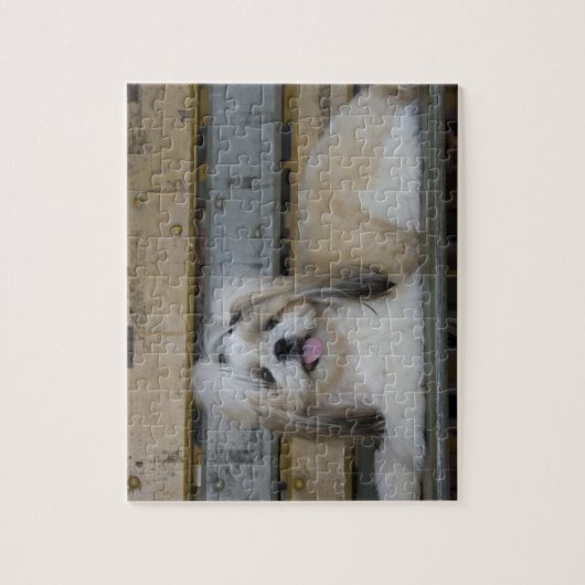 Shih Tzu Puzzle (Vertikal)