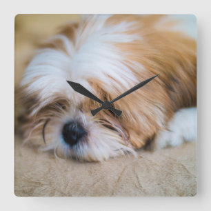 Shih Tzu Quadratische Wanduhr