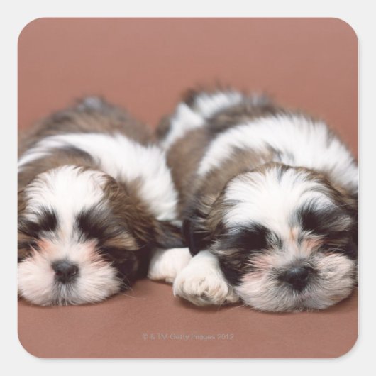 Shih Tzu Quadratischer Aufkleber (Vorderseite)