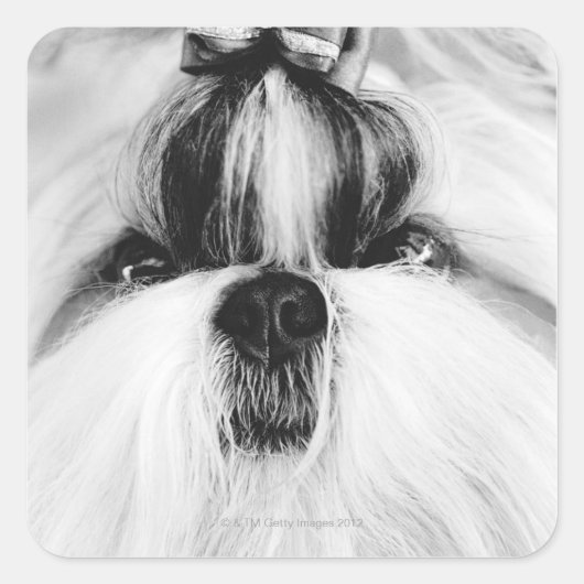Shih Tzu Quadratischer Aufkleber (Vorderseite)