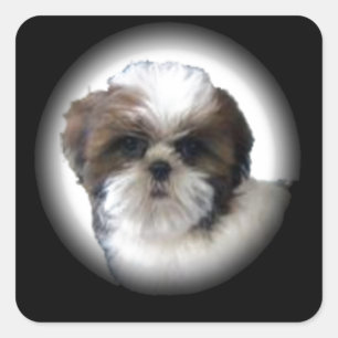 Shih-Tzu Quadratischer Aufkleber