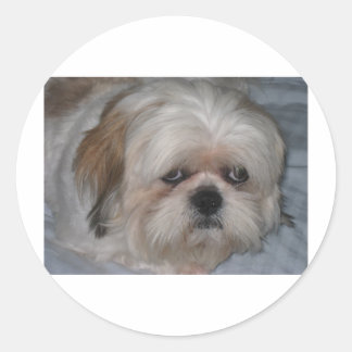 Shih Tzu Runder Aufkleber
