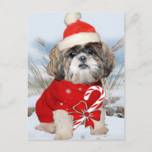 Shih Tzu Santa Paws Geschenke Feiertagspostkarte