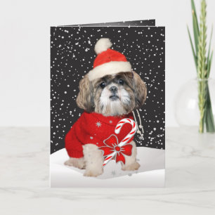 Shih Tzu Santa Season Greetings Feiertagskarte