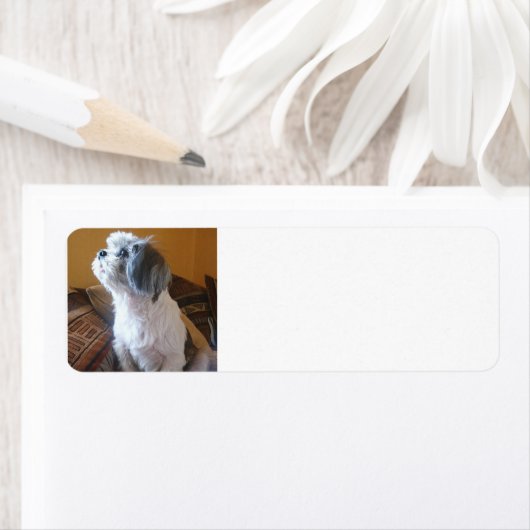 Shih_Tzu sit.png (Insitu)