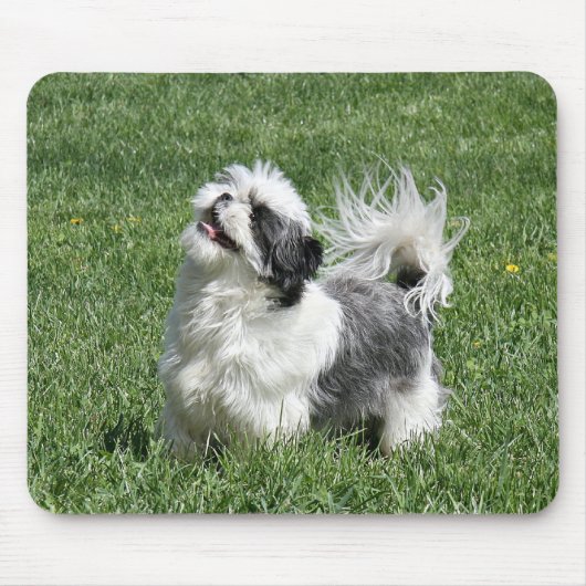 shih tzu spielen mousepad (Vorne)