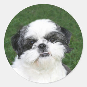 Shih Tzu stellen Aufkleber gegenüber