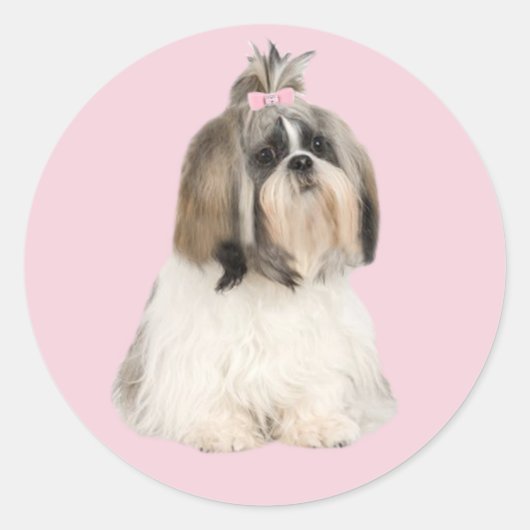 Shih Tzu Sticker (Vorderseite)