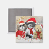 Shih Tzu & Teddy Bear Xmas Card Magnet (Vorderseite/Rückseite)