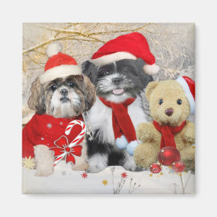 Shih Tzu u. Teddybär-Weihnachtskarte Magnet