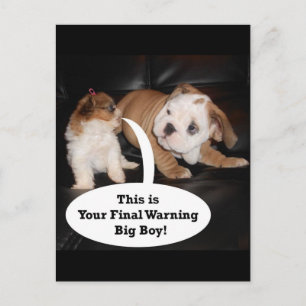 Shih Tzu und English Bulldog Puppys Postkarte