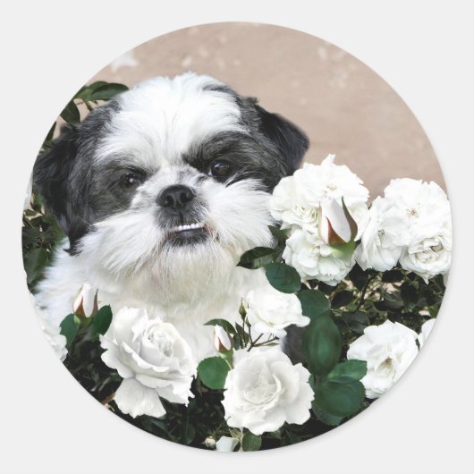Shih Tzu und Rose Runder Aufkleber (Vorderseite)