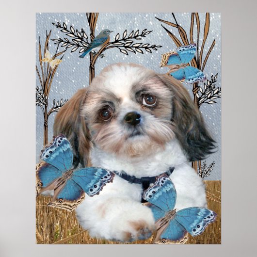 Shih Tzu und Schmetterlinge drucken Poster (Vorne)