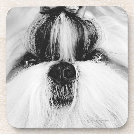 Shih Tzu Untersetzer (Vorderseite)