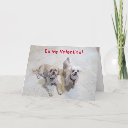Shih Tzu Valentine Feiertagskarte (Vorderseite)