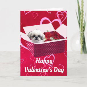 Shih tzu Valentine's Day Card, Hund Feiertagskarte