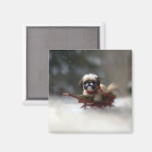 Shih Tzu Weihnachtsschnee Winter Magnet (Vorderseite/Rückseite)