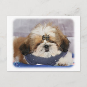 Shih Tzu Welpe 9Y506D-041 Postkarte