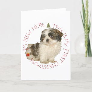 Shih Tzu Welpe erstes Weihnachten
