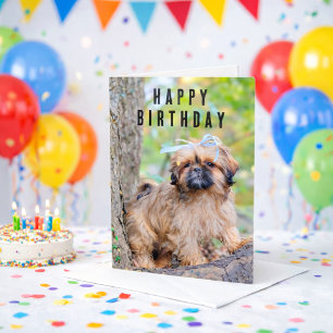 Shih Tzu Welpen Alles Gute zum Geburtstag Karte Sü