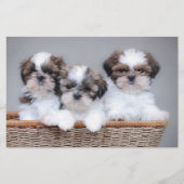 Shih Tzu Welpen Briefpapier (Vorderseite)