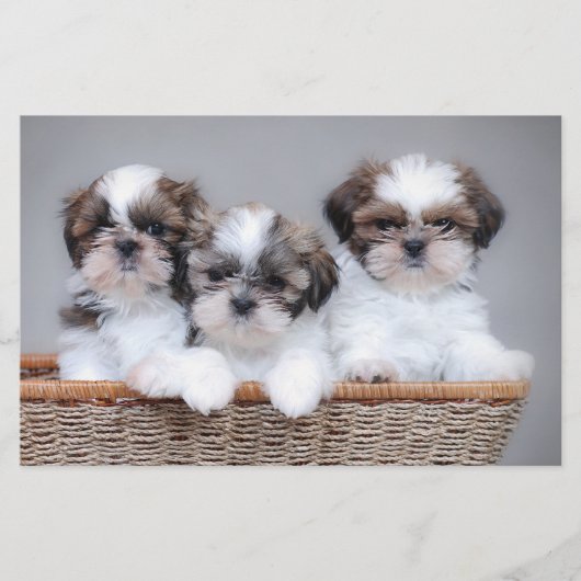 Shih Tzu Welpen Briefpapier (Vorderseite)