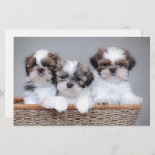 Shih Tzu Welpen Briefpapier (Vorne/Hinten)