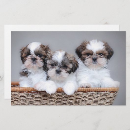 Shih Tzu Welpen Briefpapier (Vorne/Hinten)
