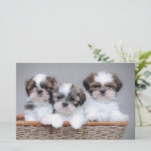 Shih Tzu Welpen Briefpapier (Stehend Vorderseite)