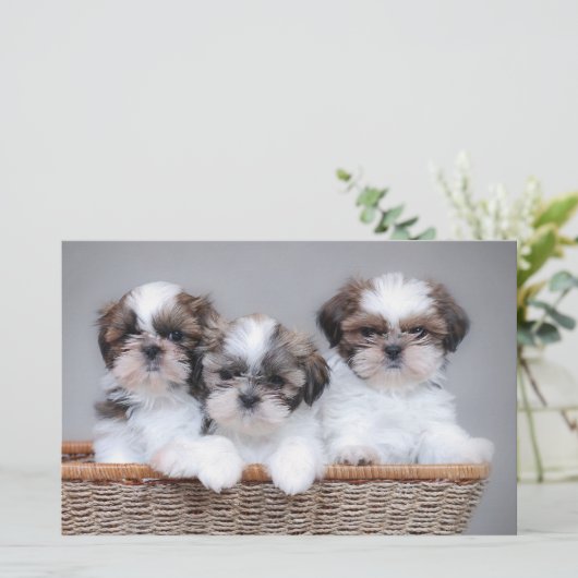Shih Tzu Welpen Briefpapier (Stehend Vorderseite)