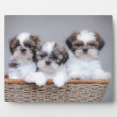 Shih Tzu Welpen Fotoplatte (Vorderseite)