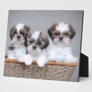 Shih Tzu Welpen Fotoplatte