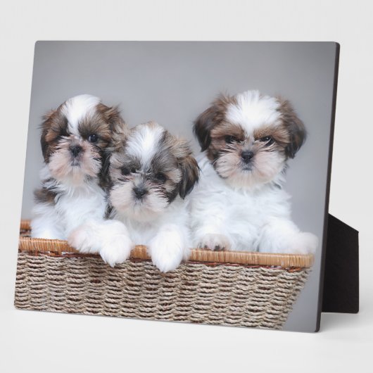 Shih Tzu Welpen Fotoplatte (Seite)