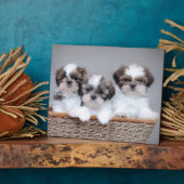 Shih Tzu Welpen Fotoplatte (Seite)