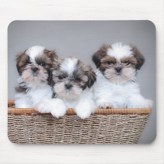 Shih Tzu Welpen Mousepad (Vorne)