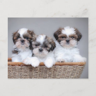 Shih Tzu Welpen Postkarte