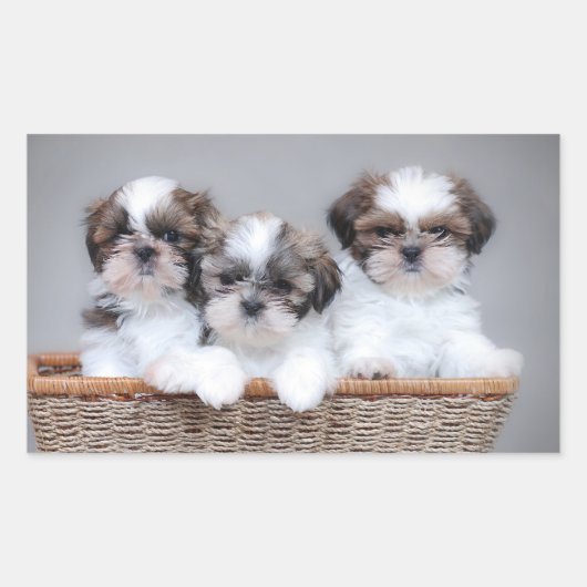 Shih Tzu Welpen Rechteckiger Aufkleber (Vorderseite)