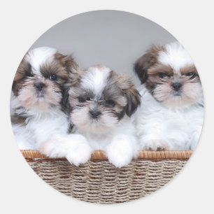 Shih Tzu Welpen Runder Aufkleber