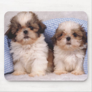 Shih Tzu Welpen unter einer kontrollierten Decke Mousepad