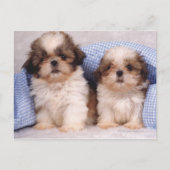 Shih Tzu Welpen unter einer kontrollierten Decke Postkarte (Vorderseite)
