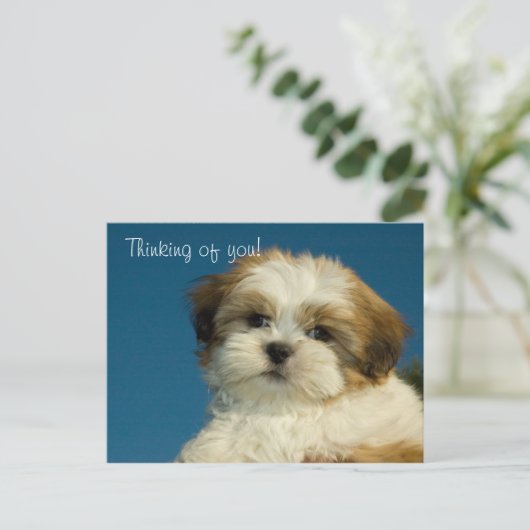 Shih Tzu Welppy "Denken Sie an Sie" PostCard Postkarte (Stehend Vorderseite)
