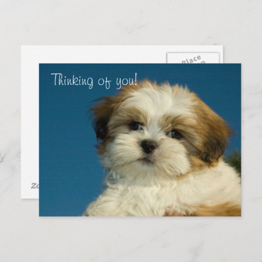 Shih Tzu Welppy "Denken Sie an Sie" PostCard Postkarte (Vorne/Hinten)