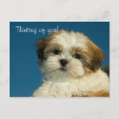Shih Tzu Welppy "Denken Sie an Sie" PostCard Postkarte (Vorderseite)