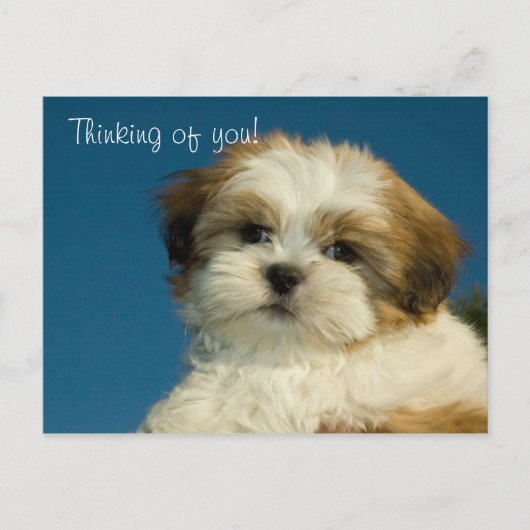 Shih Tzu Welppy "Denken Sie an Sie" PostCard Postkarte (Vorderseite)