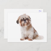 Shih Tzu Welppy Dog Postkarte (Vorne/Hinten)