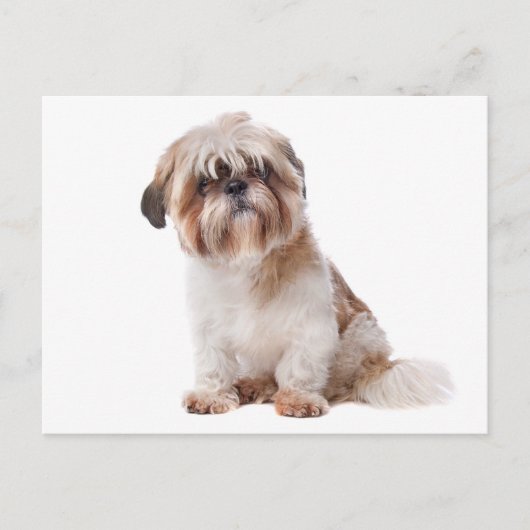 Shih Tzu Welppy Dog Postkarte (Vorderseite)