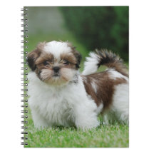 Shih tzu Welppy