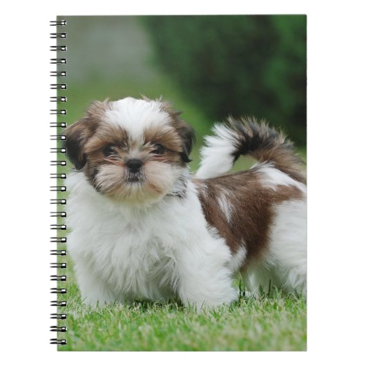 Shih tzu Welppy Notizblock (Vorderseite)