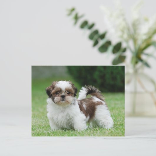 Shih tzu Welppy Postkarte (Stehend Vorderseite)