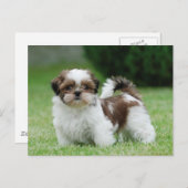 Shih tzu Welppy Postkarte (Vorne/Hinten)